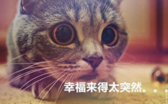 猫猫永不为奴娱乐吃瓜酱,揭秘娱乐圈幕后趣闻