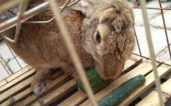 娱乐吃瓜小兔子,娱乐圈吃瓜小兔子的幕后故事