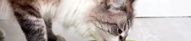 猫娱乐吃瓜酱,揭秘娱乐圈那些不为人知的幕后故事