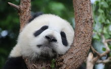 熊猫娱乐吃瓜酱,揭秘娱乐圈幕后故事