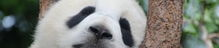 熊猫娱乐吃瓜酱,揭秘娱乐圈幕后故事