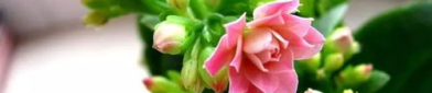 一枝花娱乐吃瓜,揭秘娱乐圈吃瓜背后的真相