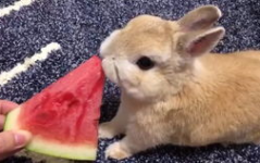 娱乐吃瓜小兔子视频下载,揭秘娱乐圈幕后故事