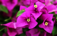 娱乐吃瓜酱三角梅,吃瓜酱视角下的娱乐圈三角关系揭秘