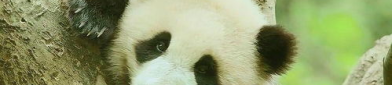 搞笑大熊猫,大熊猫搞笑日常大盘点